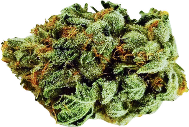 Bubble Gum Breath flower